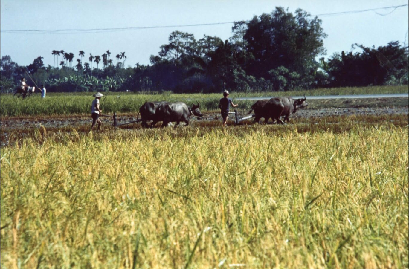 Thắm đậm tình quê - Lê Quang Xuân