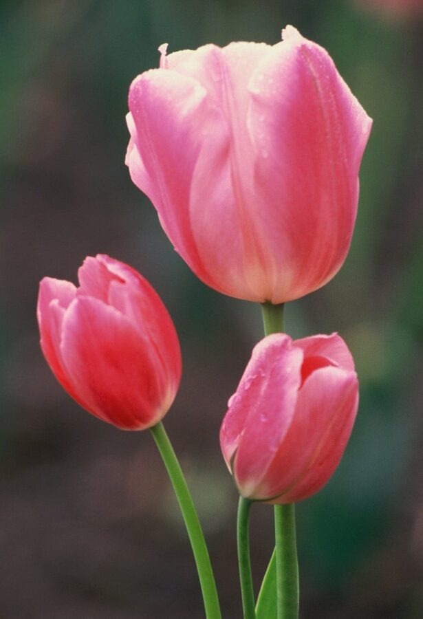 Hoa Tulip tháng năm